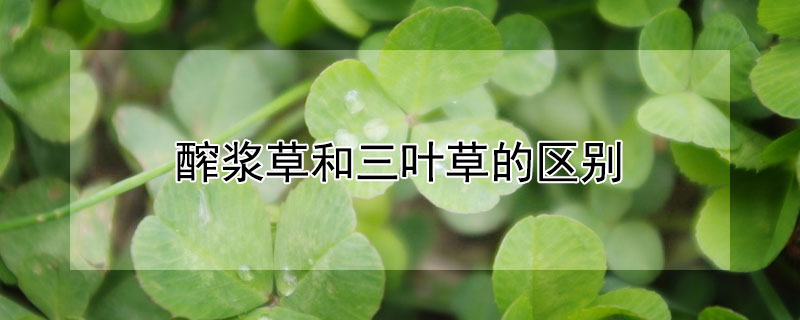 醡浆草和三叶草的区别（酢浆草与三叶草的区别图片）