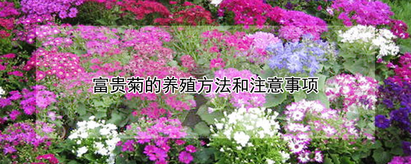 富贵菊的养殖方法和注意事项（富贵菊的养殖方法和注意事项 盆栽）