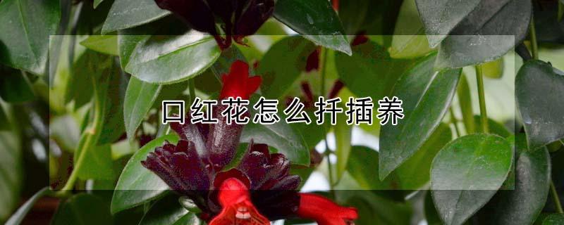 口红花怎么扦插养（口红花如何扦插）