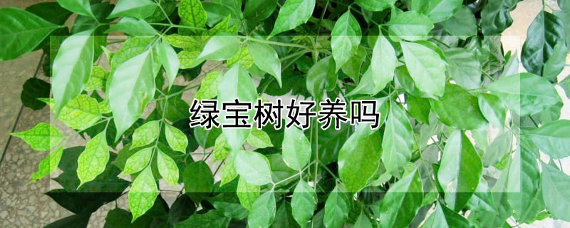 绿宝树好养吗 绿宝树好养吗怎么养