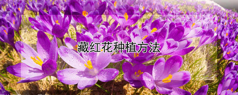 藏红花种植方法（藏红花种植方法与技巧）