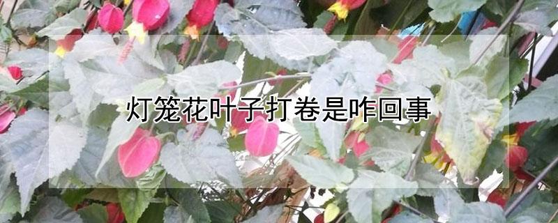 灯笼花叶子打卷是咋回事 灯笼花叶子打卷是咋回事呀