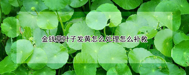 金钱草叶子发黄怎么处理怎么补救（花卉叶子发黄怎么处理）