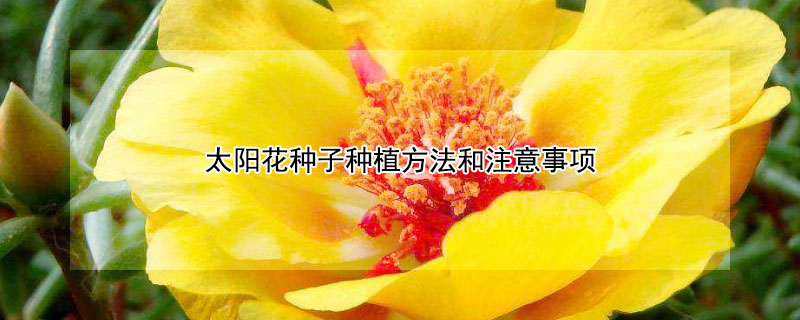 太阳花种子种植方法和注意事项 重瓣太阳花种子种植方法和注意事项