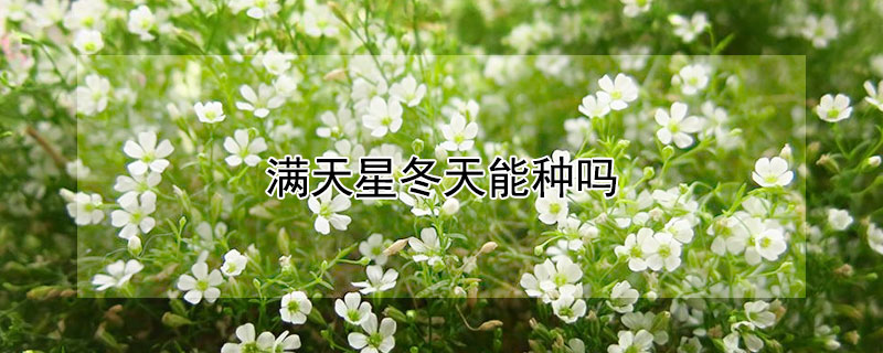 满天星冬天能种吗（满天星盆栽冬天会冻死吗）
