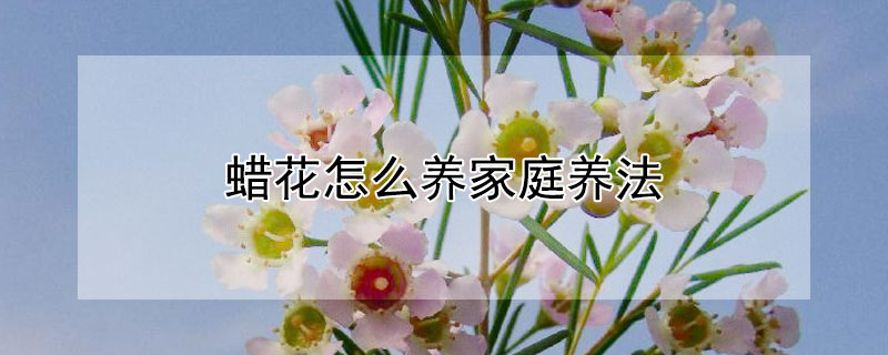 蜡花怎么养家庭养法 蜡花怎么养家庭养法视频