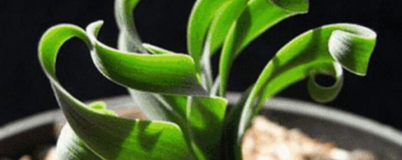 弹簧草怎么种植 弹簧草怎么种植视频