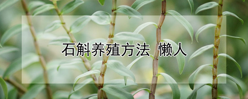 石斛养殖方法（石斛养殖方法和注意事项有哪些）