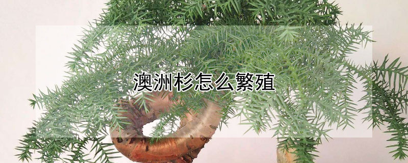 澳洲杉怎么繁殖 澳洲杉怎么繁殖视频讲解