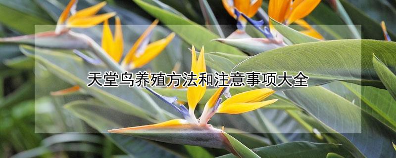 天堂鸟养殖方法和注意事项大全 天堂鸟养殖方法和注意事项大全图片