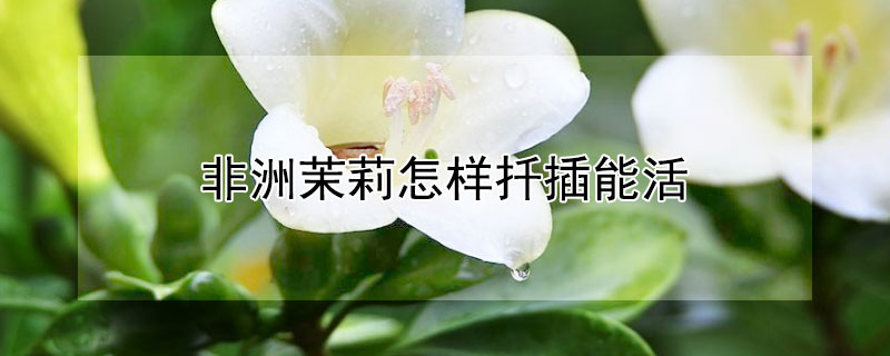 非洲茉莉怎样扦插能活 非洲茉莉扦插生根最快方法