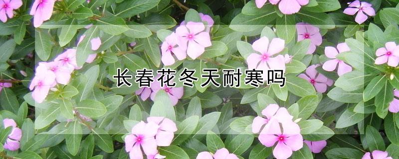长春花冬天耐寒吗 长春花耐寒么