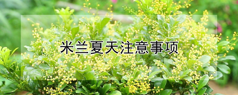 米兰夏天注意事项 米兰怎么过夏天?