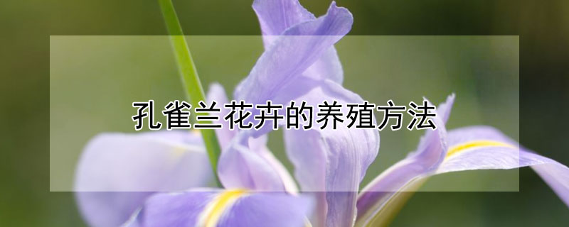 孔雀兰花卉的养殖方法 孔雀兰花的养殖方法是什么