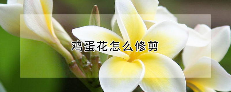 鸡蛋花怎么修剪（鸡蛋花怎么修剪多出枝）