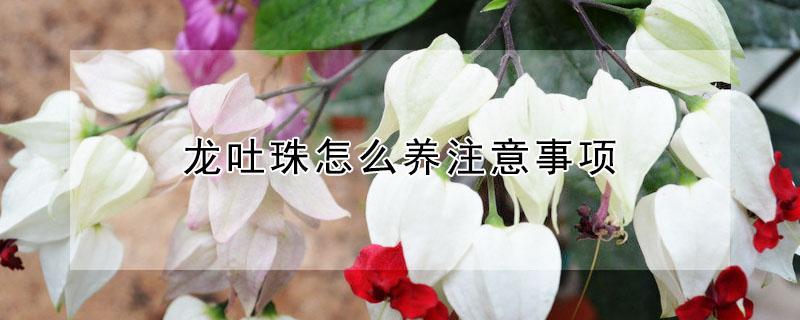 龙吐珠怎么养注意事项 龙吐珠应该怎么养