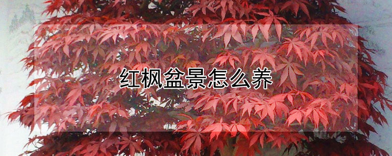 红枫盆景怎么养 红枫盆景怎么养殖方法和注意事项