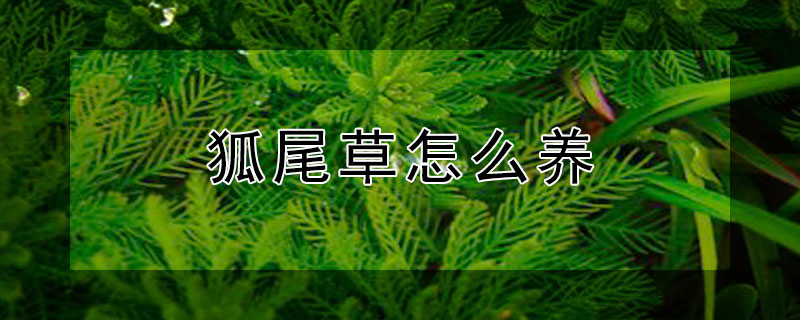 狐尾草怎么养 狐尾草怎么养殖方法