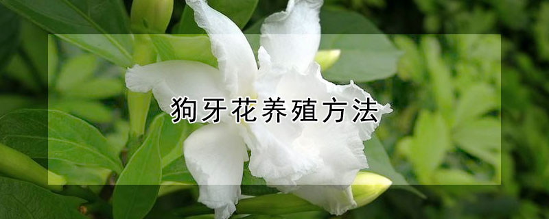 狗牙花养殖方法（狗牙花养殖方法视频）