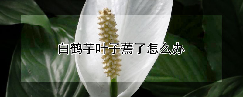 白鹤芋叶子蔫了怎么办 白鹤芋叶子蔫了能救活吗