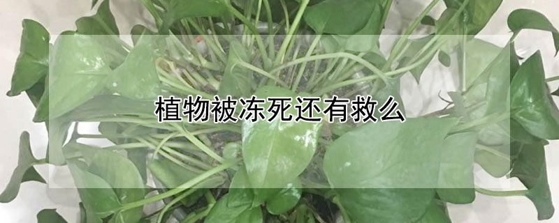 植物被冻死还有救么（植物被冻了怎么办）