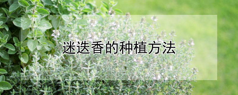 迷迭香的种植方法 夏天迷迭香的种植方法