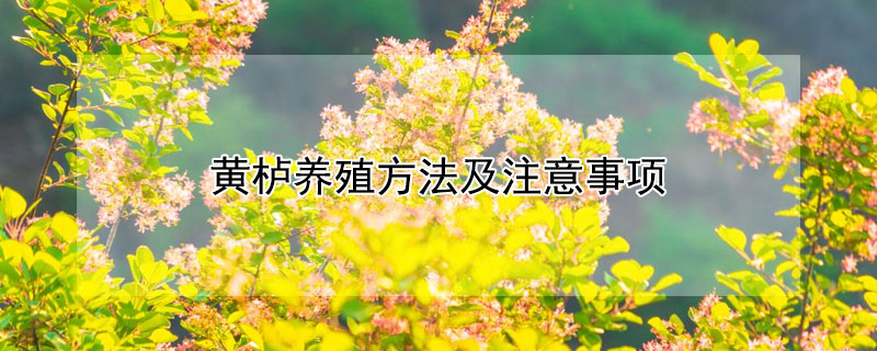 黄栌养殖方法及注意事项（黄栌养殖方法及注意事项有哪些）
