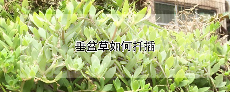 垂盆草如何扦插（垂盆草扦插几天生根）