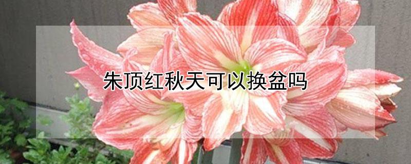 朱顶红秋天可以换盆吗（夏天给朱顶红换盆）