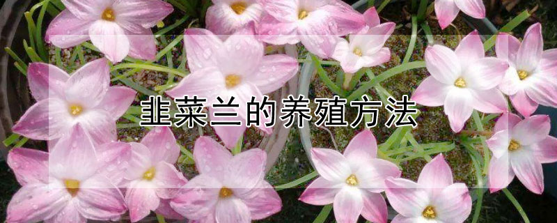 韭菜兰的养殖方法（韭菜兰的养殖方法和过冬）
