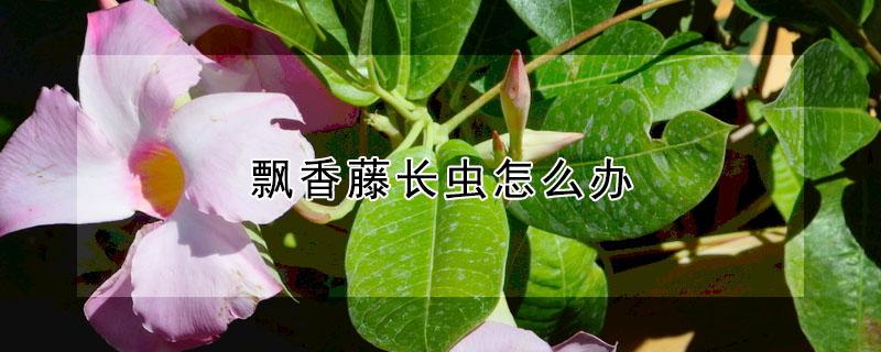 飘香藤长虫怎么办 飘香藤长虫子怎么办