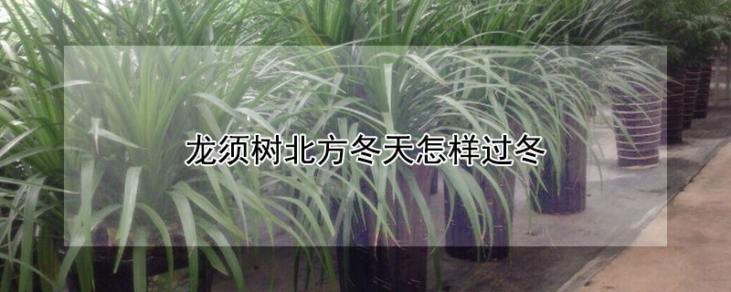 龙须树北方冬天怎样过冬（龙须树冬天怎么过冬）