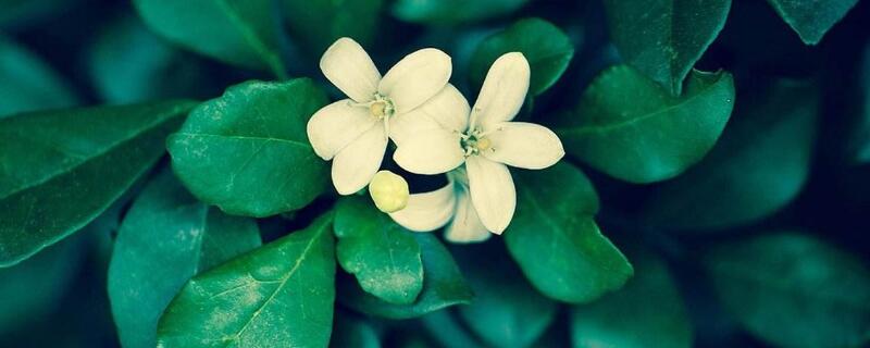 云香花的养殖方法（云香花怎么养）