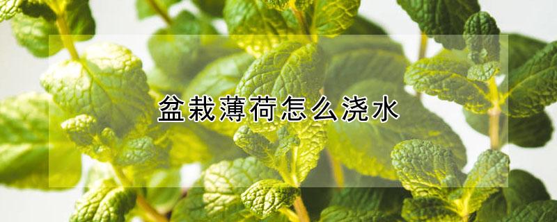 盆栽薄荷怎么浇水 盆栽薄荷怎么浇水的