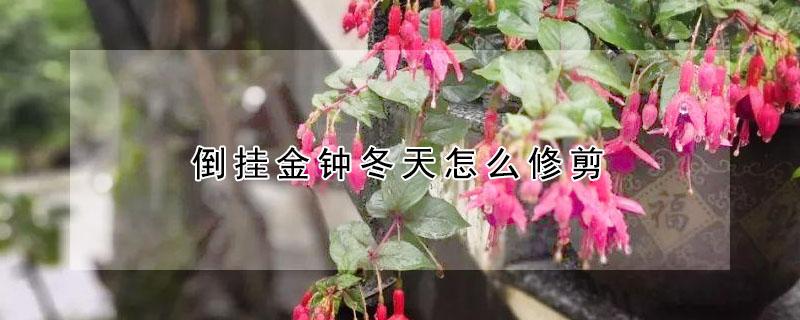 倒挂金钟冬天怎么修剪（倒挂金钟冬天怎么过冬）