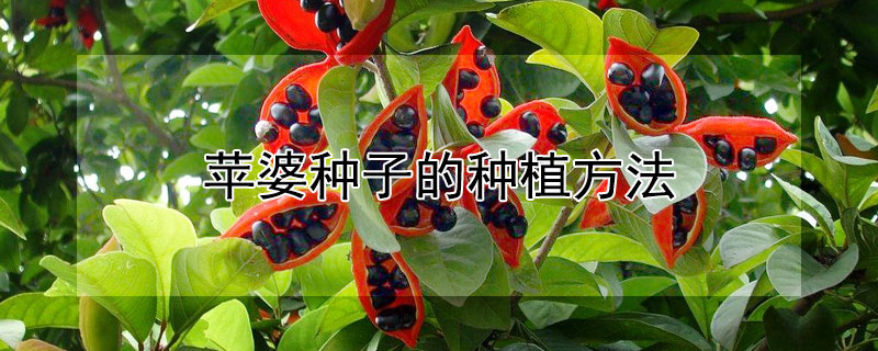 苹婆种子的种植方法（苹婆果树怎么播种）