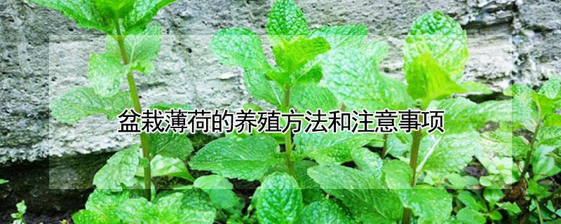 盆栽薄荷的养殖方法和注意事项（盆栽薄荷的养殖方法和注意事项有哪些）