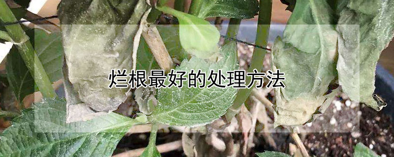 烂根最好的处理方法 兰花烂根最好的处理方法