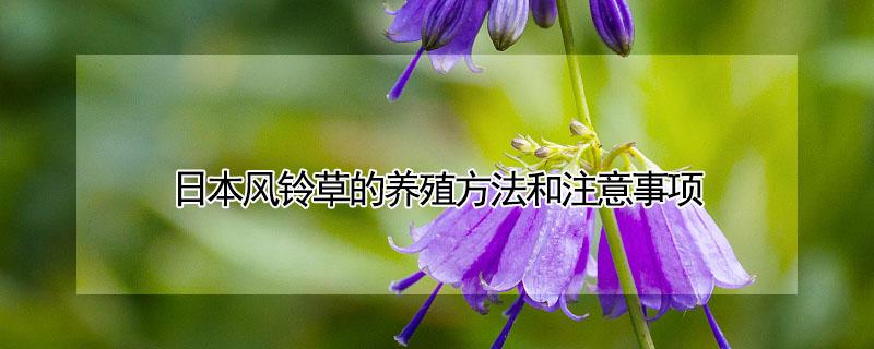 日本风铃草的养殖方法和注意事项（日本风铃花的养殖方法）