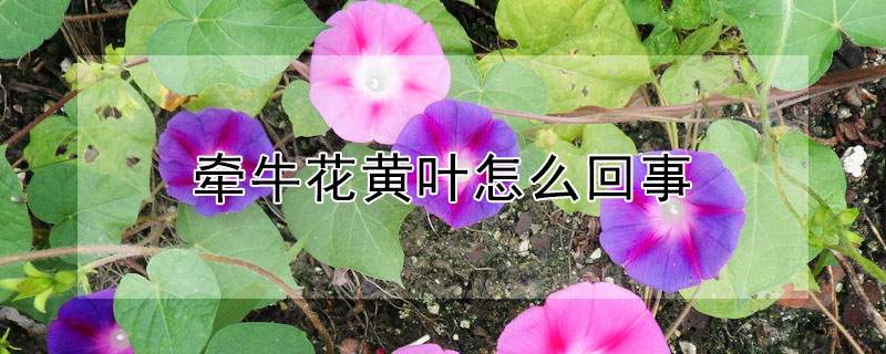 牵牛花黄叶怎么回事 牵牛花黄叶怎么回事图片