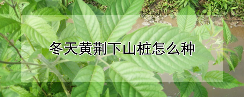 冬天黄荆下山桩怎么种 冬天黄荆下山桩怎么种植