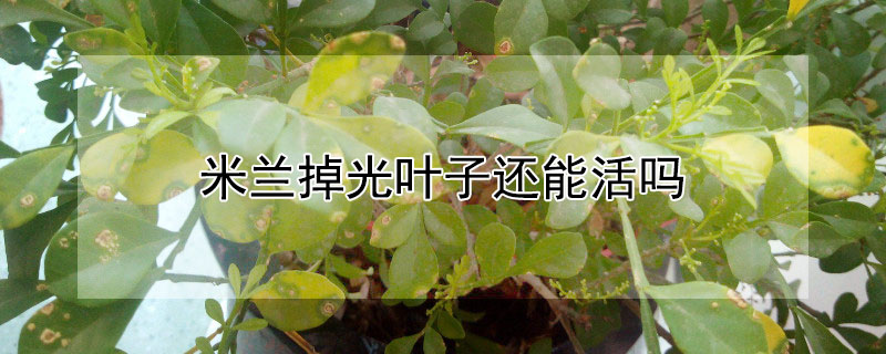 米兰掉光叶子还能活吗 米兰掉光叶子还能活吗图片