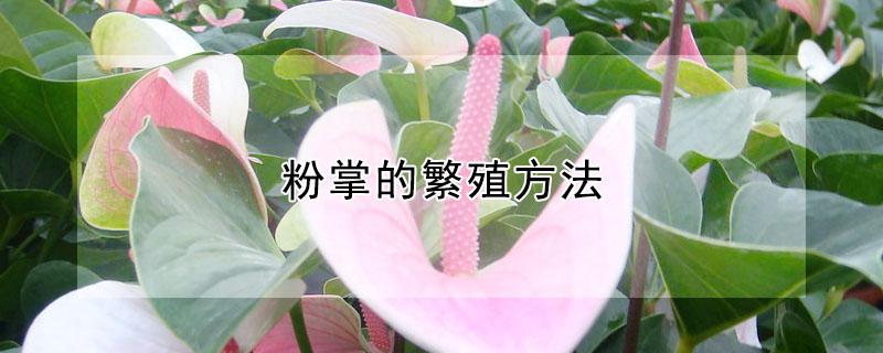 粉掌的繁殖方法（粉掌怎么扦插）