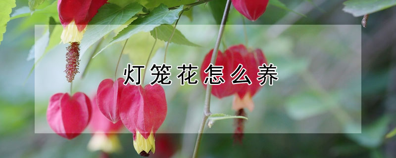 灯笼花怎么养 灯笼花怎么养家庭养法