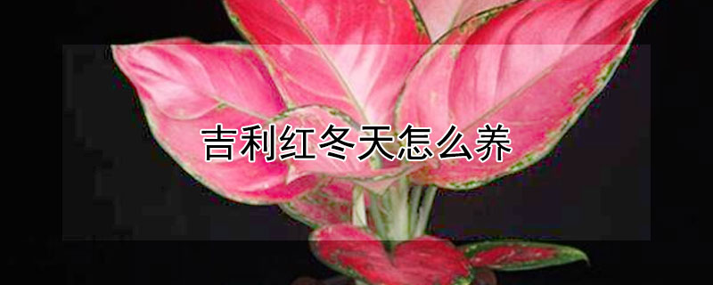 吉利红冬天怎么养（吉利红冬天温度容易死吗?）