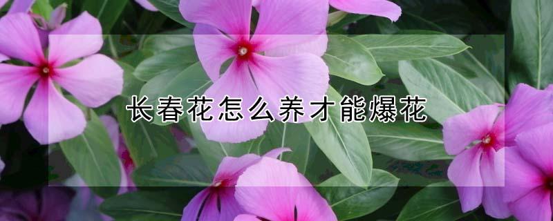 长春花怎么养才能爆花（长春花怎么养才能爆花呢）