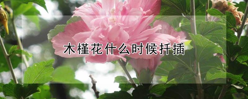 木槿花什么时候扦插（木槿花什么时候扦插成活率高）