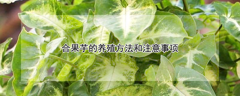 合果芋的养殖方法和注意事项 合果芋怎么养才能爆盆