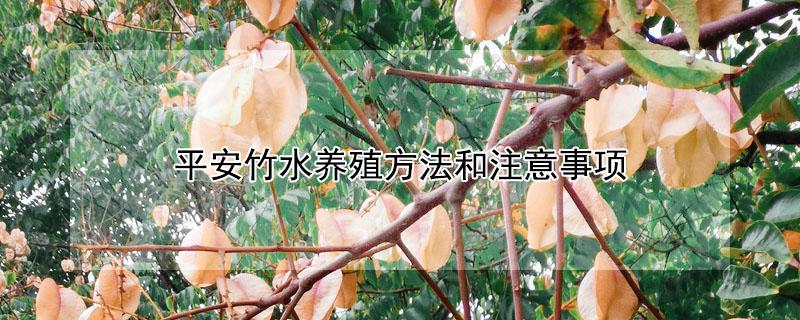 平安竹水养殖方法和注意事项 平安竹图片及养殖方法
