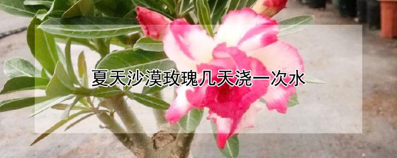 夏天沙漠玫瑰几天浇一次水（夏天沙漠玫瑰几天浇一次水好）